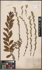 Foto von Salix aurita L. x Salix repens L.